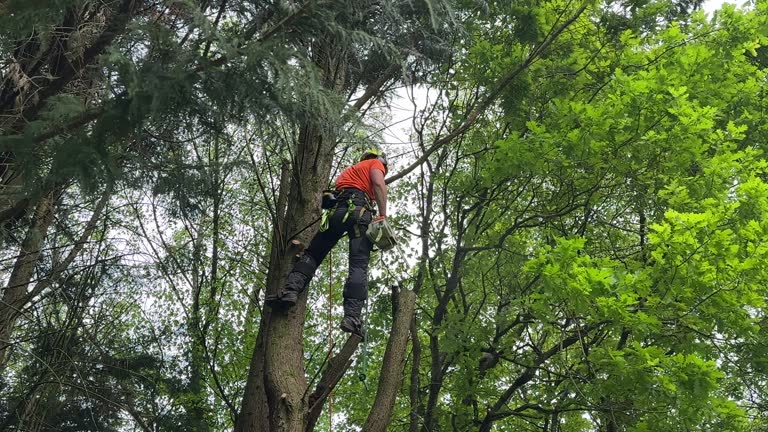 Best Stump Grinding and Removal  in Lake Junaluska, NC