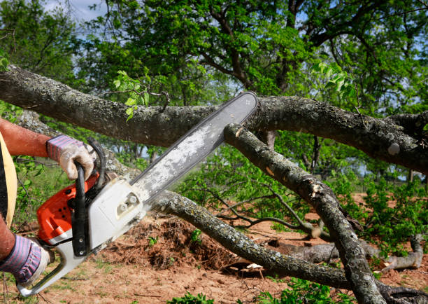 Best Tree Trimming and Pruning  in Lake Junaluska, NC